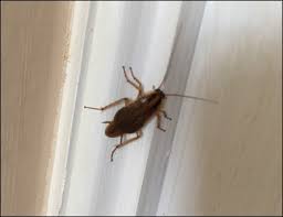 Although a newer company might be good, look for one with a minimum of five years of experience in the industry of pest control and removal. Swift X Pest Control Toronto Pest Control Services