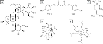 Plant-Derived Nutraceuticals in Mental Health and Brain Function:  Mechanisms of Action and Therapeutic Potential