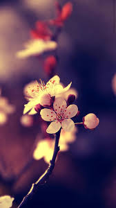 Most popular hd wallpapers for desktop / mac, laptop, smartphones and tablets with different resolutions. Beautiful Hd Wallpapers For Mobile Free Download