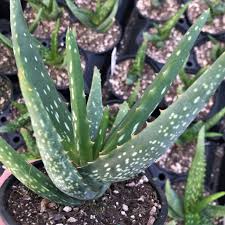 Image result for Aloe cameronii