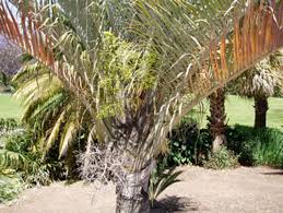 Image result for Dypsis decaryi