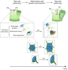 In addition, plant cells differ from animal cells in a number of key ways. What Shoots Can Teach About Theories Of Plant Form Nature Plants