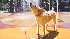 Check spelling or type a new query. Dogs Playing In The Water Fountain Youtube