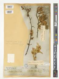 Image result for Tarchonanthus trilobus