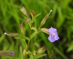 Image result for Mimulus gracilis