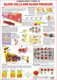 Human Body Charts Blood Cells And Blood Pressure