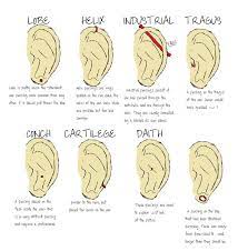 Ear Piercings Piercing Oreilles Piercing Piercings Oreille