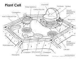 Check spelling or type a new query. Plant Cell Labeled Tim S Printables