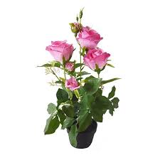 Find beautiful bouquets that rival tesco flowers roses and lilies, daffodils, freesias, gypsopila, gladiolus flowers & tesco plant gifts! Artificial Pink Rose Tesco Groceries