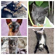 Meet Contestants Fluff To Kobe In Our Cutest Cat Contest Photos Cleveland Com