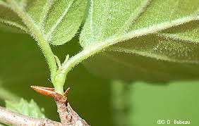Check spelling or type a new query. Downy Arrowhead Viburnum Rafinesquianum Schult