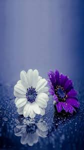 Scarica sfondi paesaggi per desktop libero. Iphone Sfondi Hd Fiori