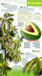 Avocado Plant Health Benefits Superfoods Healthy Rawjuiceco Superfoodrecipes Avacado Avocado Health Benefits Medicinal Plants Avocado Plant