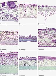 Image result for Pearsonia cajanifolia