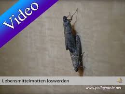 Lebensmittelmotten Motten In Der Kuche Bekampfen Lebensmittelmotten Motten In Der Kuche Lebensmittel