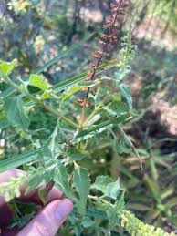 Image result for Basilicum polystachyon