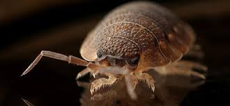 Get contact details and address of bed bugs pest control, bed bugs control firms and companies in mumbai. Pest Control Services In Mumbai Aegis Care Iso Certified