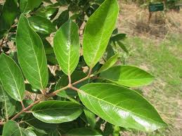 Image result for Crossopteryx