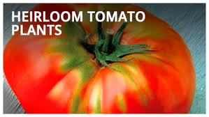 I first met flossie's stripey back in 2006 when i helped dr. Totally Tomatoes Tomatoes Peppers Vegetables More