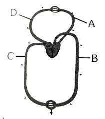 Here a block diagram is used to represent a complex or very complex system. Figure Shoes Schematic Plan Of Blood Circulation In Humans With La