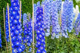 The common name stock usually refers to this species, though it may also be applied to the whole genus. Growing Delphiniums Planting Caring For Perennial Delphinium Garden Design