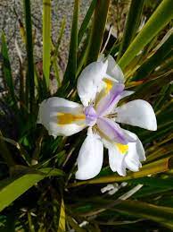 Nz Wild Iris Flower On Roadsides Across The Country This Shot Was Taken In December At Papamoa Beach Bill Gp Iris Flowers Wild Iris Flowers