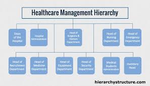 Healthcare Management Hierarchy Healthcare Administration