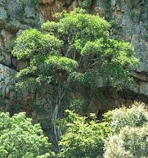 Image result for Ficus ingens