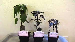 Check spelling or type a new query. Best Lights For Growing Weed Led Hid Or T5 Skunkology Com