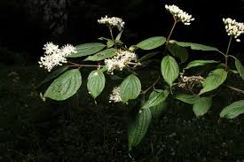 Image result for Cornaceae