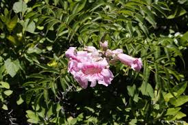 Image result for Podranea brycei