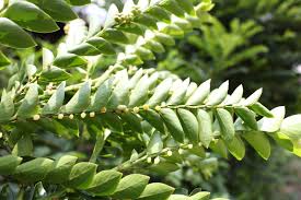 Image result for Phyllanthus beillei
