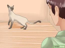 Jun 14, 2021 · how to calm a cat in heat. How To Tell If Your Cat Is In Heat 11 Steps With Pictures
