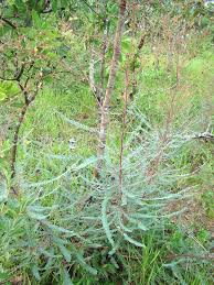 Image result for Psychotria djumaensis