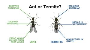 Want to work with a company that cares about the honey bees? Termites Cheaper Than Retail Price Buy Clothing Accessories And Lifestyle Products For Women Men