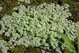 Image result for Phyllanthus mafingensis