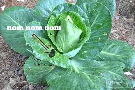 Maybe you would like to learn more about one of these? Organic Gardening Use Egg Shells To Deter Slugs And Snails My Merry Messy Life