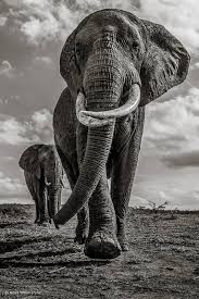 Just Superb African Animals Photography Animal Photography Elephants Photos