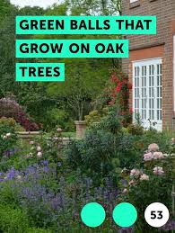 Learn Green Balls That Grow On Oak Trees How To Guides Tips And Tricks Jasmine Plant Plants Bermuda Grass
