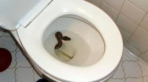 Two fuckers share a blonde milf! Schlange Kommt Aus Toilette Albtraum Wurde Fur Australierin Wahr Stern De