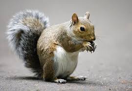 Next, stuff them in nylon stockings and put them where you see the signs of squirrel activity. How To Get Rid Of Squirrels Updated For 2021