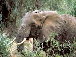 What's more, the elephants were able to skip a night's sleep without needing extra naps the next day. African Elephants Sleep Just Two Hours Per Day And Nobody Knows Why Smart News Smithsonian Magazine