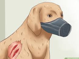 Jul 14, 2020 · teaching your puppy not to bite 1. 4 Ways To Prevent Dog Bites Wikihow Pet