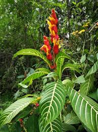 Image result for Sanchezia