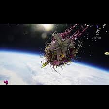 Image result for Exotheca