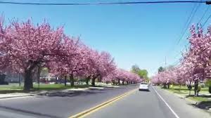 We did not find results for: Cherry Blossoms On Chapel Avenue Cherry Hill Nj 4 29 2015 Youtube