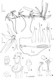 Image result for Tridactyle anthomaniaca