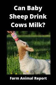 After 14 months of age, a lamb is called a sheep or an ewe (female sheep), ram (male sheep) or wether (castrated male sheep). Can Baby Sheep Drink Cows Milk Farm Animal Report