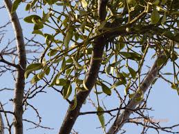 Image result for Viscum littorum