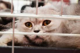 Kucing yang berasal dari nama lama iran ini telah populer di kalangan penyuka kucing. 15 Cara Merawat Kucing Persia Panduan Khusus Pemula Hobinatang